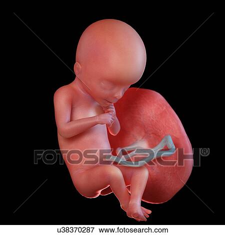 Human foetus age 18 weeks, illustration View Large Photo Image Stock Photo - Human foetus age 18 weeks, illustration. Fotosearch