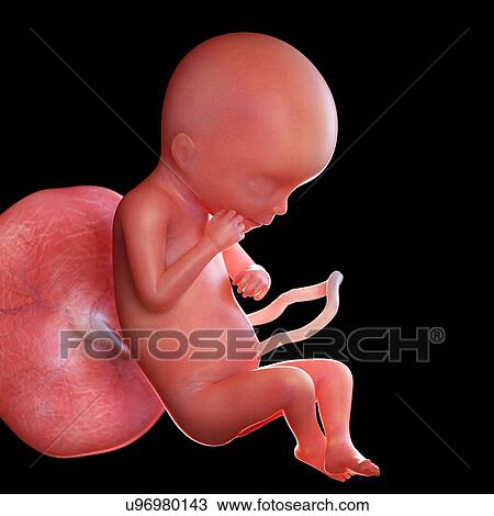 Human foetus age 19 weeks, illustration View Large Photo Image Stock Image - Human foetus age 19 weeks, illustration. Fotosearch