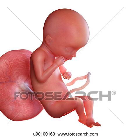 Human foetus age 19 weeks, illustration View Large Photo Image Stock Photo - Human foetus age 19 weeks, illustration. Fotosearch