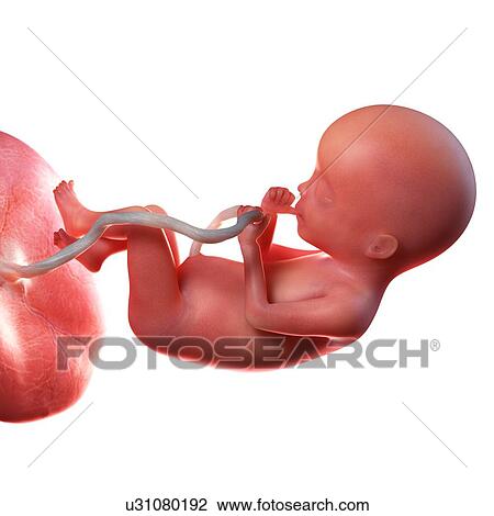 Human foetus age 20 weeks, illustration View Large Photo Image Stock Image - Human foetus age 20 weeks, illustration. Fotosearch