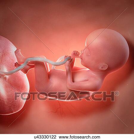 Human foetus age 20 weeks, illustration View Large Photo Image Stock Image - Human foetus age 20 weeks, illustration. Fotosearch