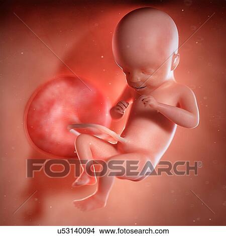 Picture - Human foetus age 21 weeks, illustration. Fotosearch