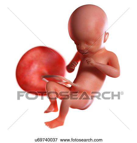 Stock Photo - Human foetus age 21 weeks, illustration. Fotosearch