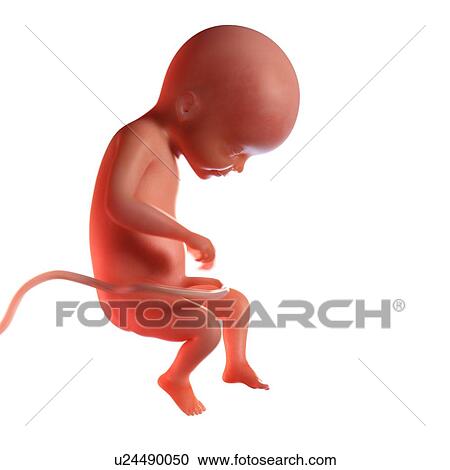 Stock Image - Human foetus age 22 weeks, illustration. Fotosearch