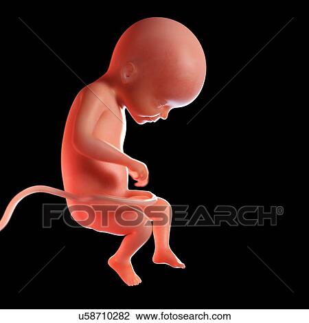 Stock Image - Human foetus age 22 weeks, illustration. Fotosearch