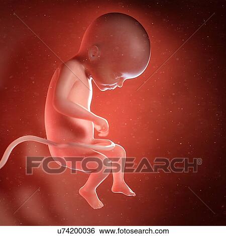 Stock Photograph - Human foetus age 22 weeks, illustration. Fotosearch