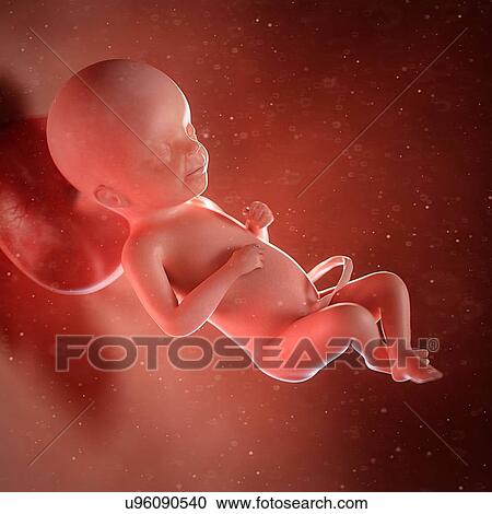 Stock Image - Human foetus age 23 weeks, illustration. Fotosearch