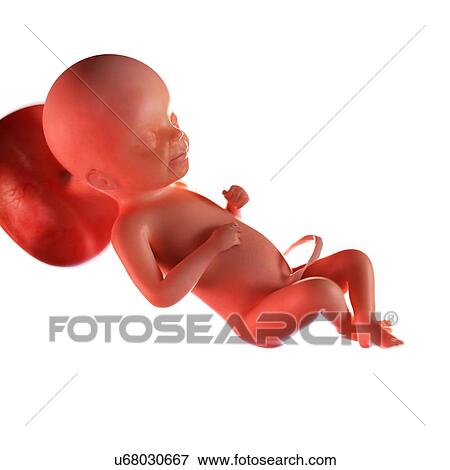 Stock Photo - Human foetus age 23 weeks, illustration. Fotosearch