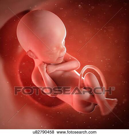 Human foetus age 24 weeks, illustration View Large Photo Image Stock Photo - Human foetus age 24 weeks, illustration. Fotosearch