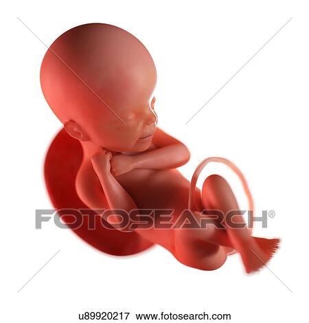 Stock Photo - Human foetus age 24 weeks, illustration. Fotosearch