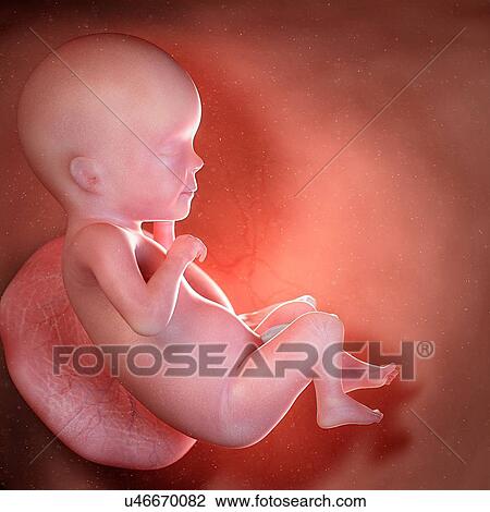 Stock Image - Human foetus age 26 weeks, illustration. Fotosearch
