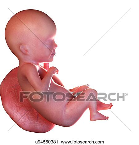 Human foetus age 26 weeks, illustration View Large Photo Image Stock Image - Human foetus age 26 weeks, illustration. Fotosearch