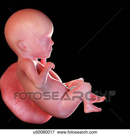 Stock Photo - Human foetus age 26 weeks, illustration. Fotosearch