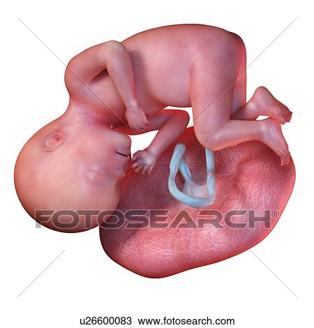 Stock Image - Human foetus age 27 weeks, illustration. Fotosearch