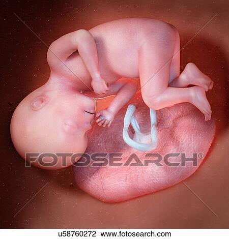 Human foetus age 27 weeks, illustration View Large Photo Image Stock Image - Human foetus age 27 weeks, illustration. Fotosearch