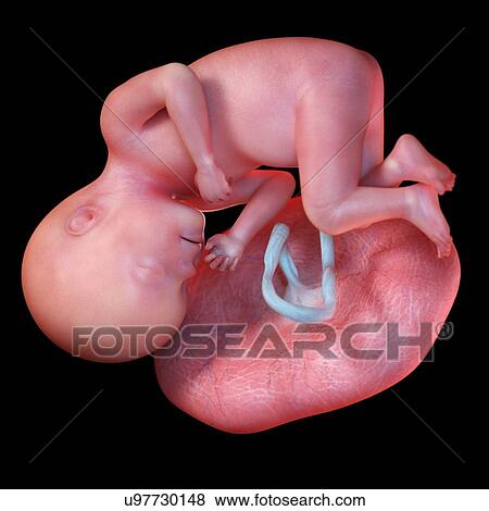 Stock Photo - Human foetus age 27 weeks, illustration. Fotosearch