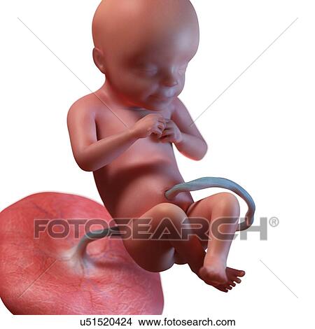 Human foetus age 28 weeks, illustration View Large Photo Image Picture - Human foetus age 28 weeks, illustration. Fotosearch