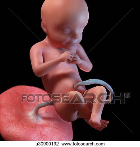 Human foetus age 28 weeks, illustration View Large Photo Image Stock Image - Human foetus age 28 weeks, illustration. Fotosearch
