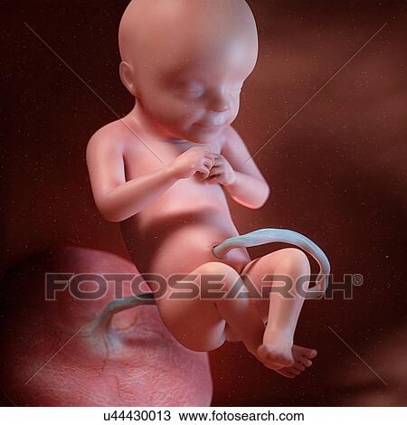 Human foetus age 28 weeks, illustration View Large Photo Image Stock Image - Human foetus age 28 weeks, illustration. Fotosearch