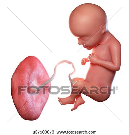Stock Image - Human foetus age 29 weeks, illustration. Fotosearch