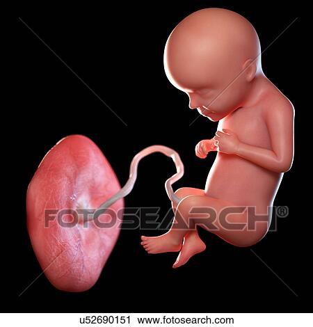 Human foetus age 29 weeks, illustration View Large Photo Image Stock Image - Human foetus age 29 weeks, illustration. Fotosearch