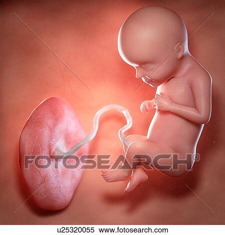 Stock Photography - Human foetus age 29 weeks, illustration. Fotosearch