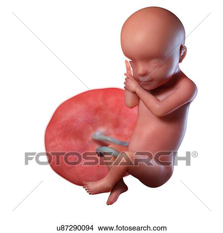 Picture - Human foetus age 30 weeks, illustration. Fotosearch