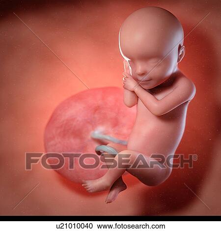 Stock Image - Human foetus age 30 weeks, illustration. Fotosearch