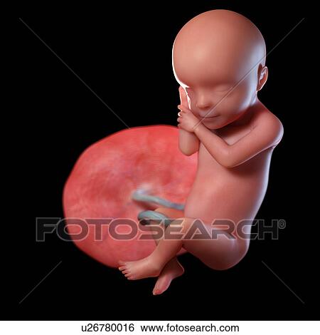 Stock Photograph - Human foetus age 30 weeks, illustration. Fotosearch