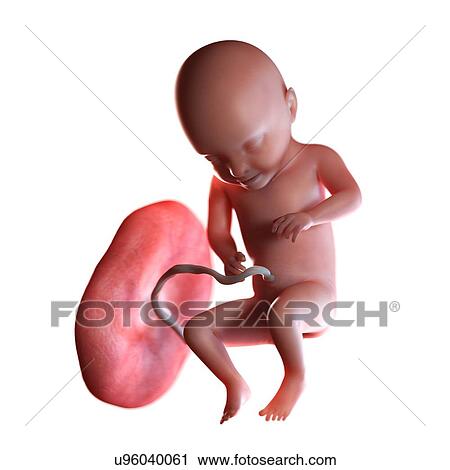 Human foetus age 31 weeks, illustration View Large Photo Image Stock Image - Human foetus age 31 weeks, illustration. Fotosearch