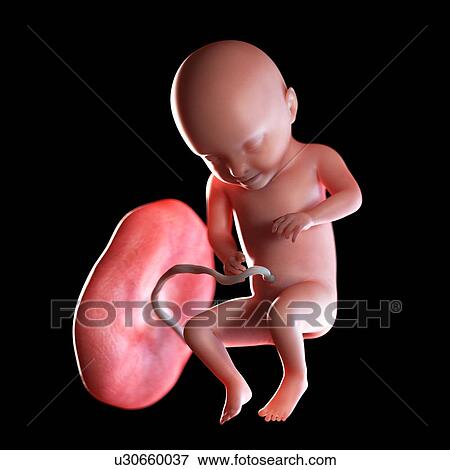 Human foetus age 31 weeks, illustration View Large Photo Image Stock Photo - Human foetus age 31 weeks, illustration. Fotosearch