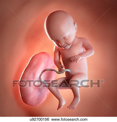 Stock Photograph - Human foetus age 31 weeks, illustration. Fotosearch