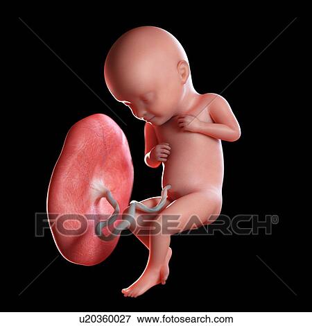 Human foetus age 32 weeks, illustration View Large Photo Image Stock Photo - Human foetus age 32 weeks, illustration. Fotosearch