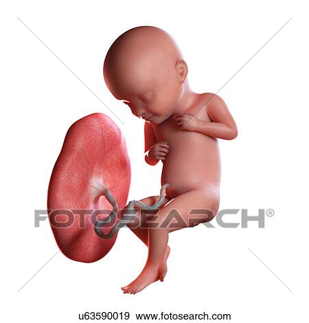Human foetus age 32 weeks, illustration View Large Photo Image Stock Photo - Human foetus age 32 weeks, illustration. Fotosearch