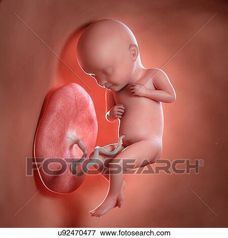 Stock Photo - Human foetus age 32 weeks, illustration. Fotosearch