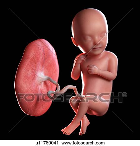 Human foetus age 33 weeks, illustration View Large Photo Image Stock Image - Human foetus age 33 weeks, illustration. Fotosearch
