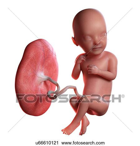 Human foetus age 33 weeks, illustration View Large Photo Image Stock Image - Human foetus age 33 weeks, illustration. Fotosearch