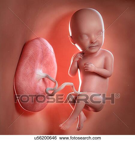 Stock Photograph - Human foetus age 33 weeks, illustration. Fotosearch