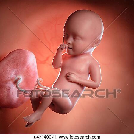 Human foetus age 34 weeks, illustration View Large Photo Image Stock Image - Human foetus age 34 weeks, illustration. Fotosearch