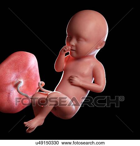 Stock Image - Human foetus age 34 weeks, illustration. Fotosearch