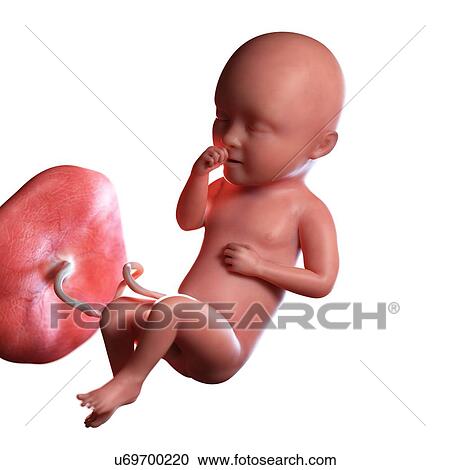Human foetus age 34 weeks, illustration View Large Photo Image Stock Image - Human foetus age 34 weeks, illustration. Fotosearch