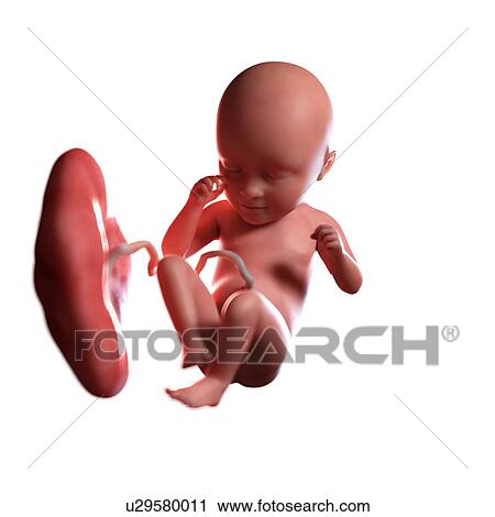Human foetus age 35 weeks, illustration View Large Photo Image Stock Image - Human foetus age 35 weeks, illustration. Fotosearch