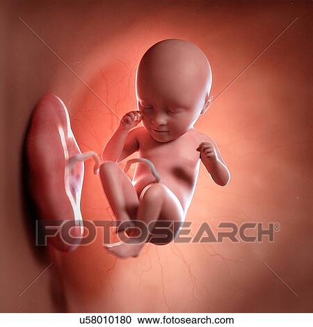 Human foetus age 35 weeks, illustration View Large Photo Image Stock Image - Human foetus age 35 weeks, illustration. Fotosearch
