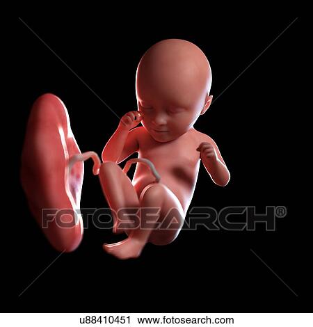 Stock Image - Human foetus age 35 weeks, illustration. Fotosearch