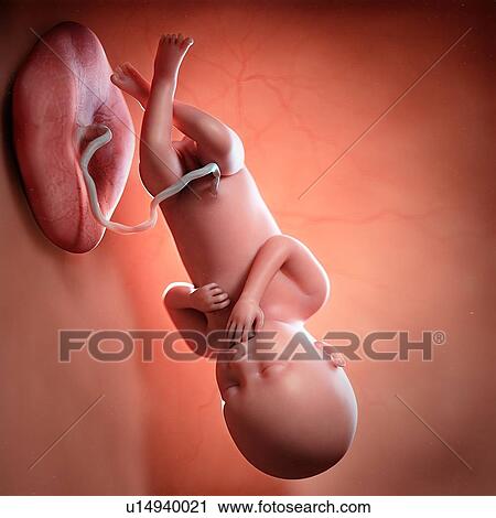 Stock Image - Human foetus age 36 weeks, illustration. Fotosearch