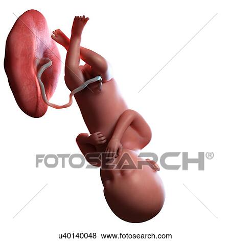 Human foetus age 36 weeks, illustration View Large Photo Image Stock Photo - Human foetus age 36 weeks, illustration. Fotosearch