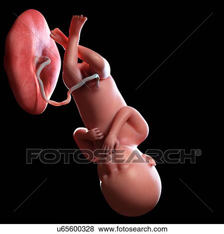 Stock Photo - Human foetus age 36 weeks, illustration. Fotosearch