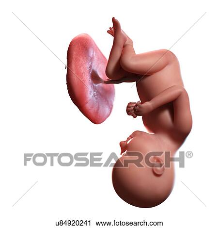 Human foetus age 37 weeks, illustration View Large Photo Image Stock Image - Human foetus age 37 weeks, illustration. Fotosearch