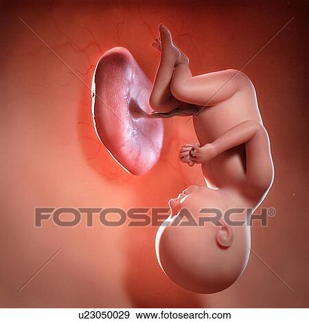 Human foetus age 37 weeks, illustration View Large Photo Image Stock Photo - Human foetus age 37 weeks, illustration. Fotosearch