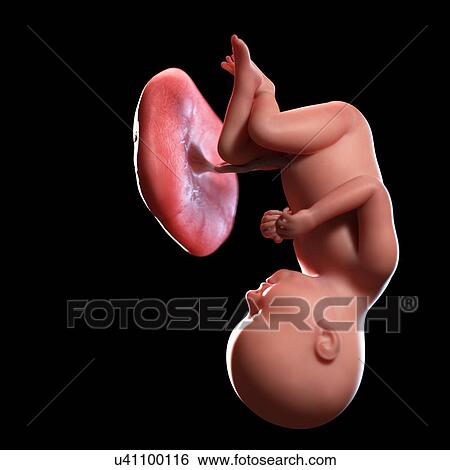Human foetus age 37 weeks, illustration View Large Photo Image Stock Photograph - Human foetus age 37 weeks, illustration. Fotosearch